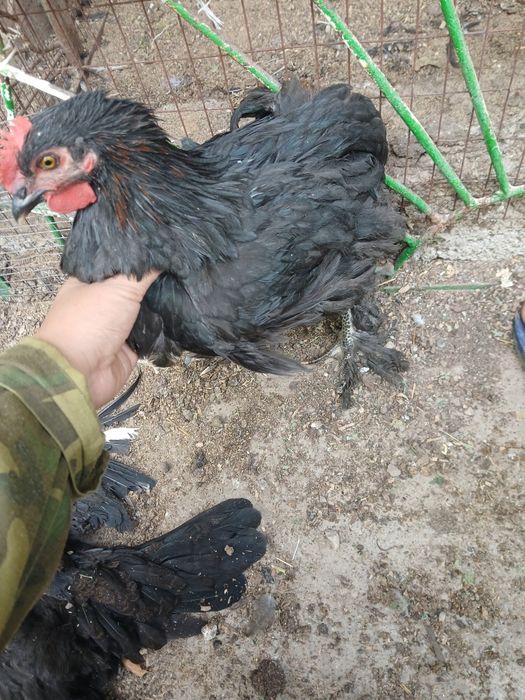 Ассалаумағалайкум балапандар свтлады