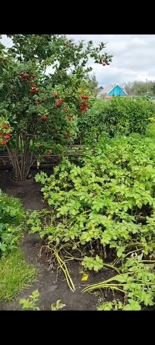 Продам дачу ПК СТ Борки