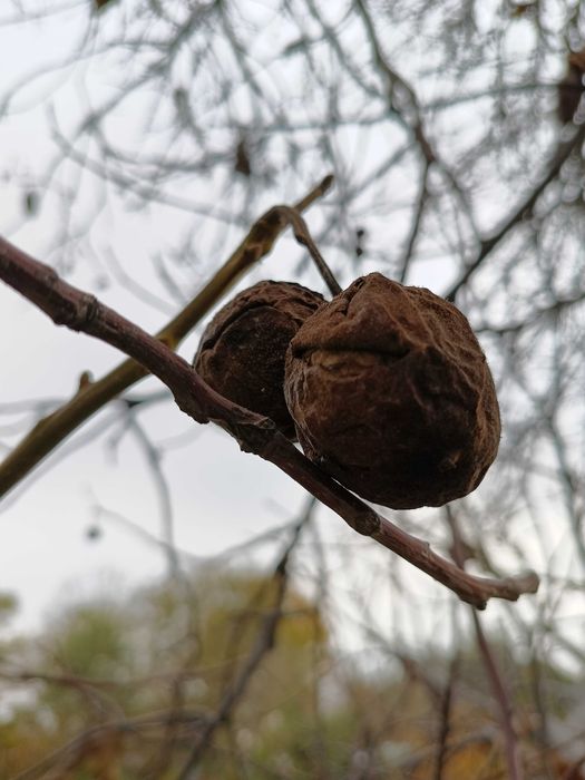 Орехи грецкие, крупные