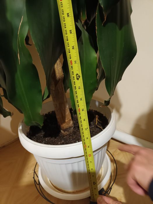 Драцена чисто зелена висока 2м