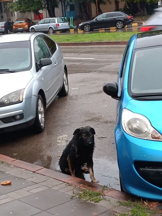 Donez câine pentru pază