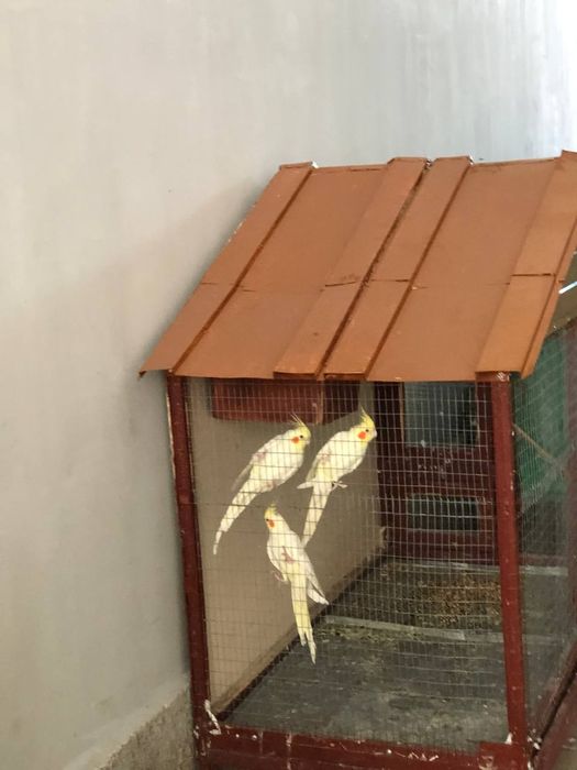 Попугай  сотилади