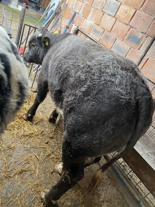 Vitei rasa albastru belgian