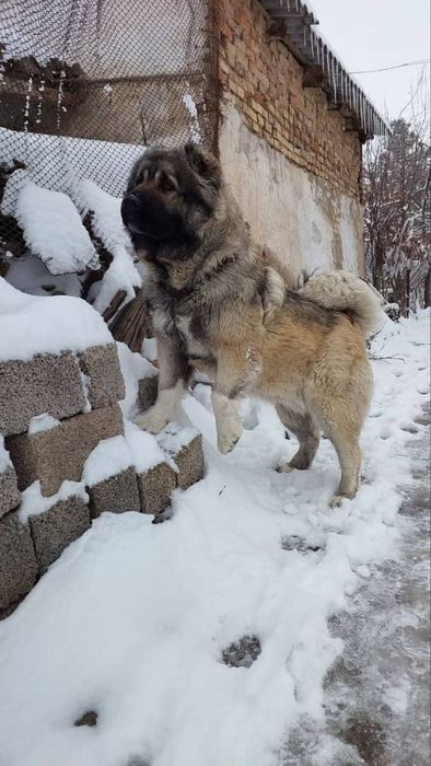 Щенки кавказской овчарки