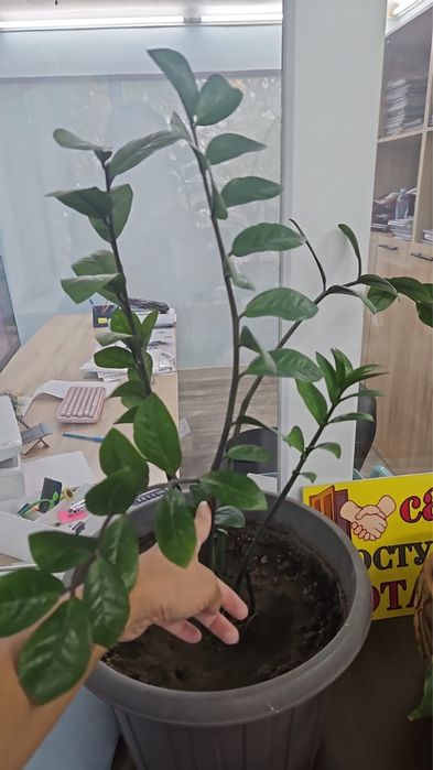 продам комнатные цветы