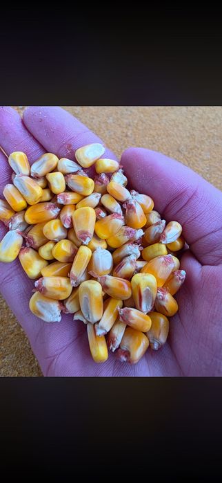 Царевица на тон,Топ качество!!!