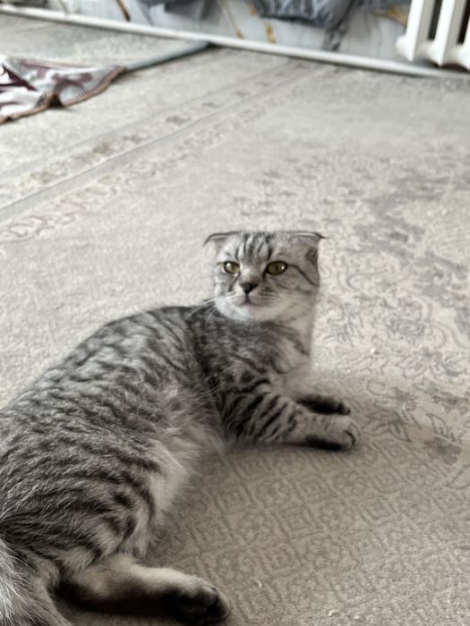 Продам кошку шотландскую вислоухую