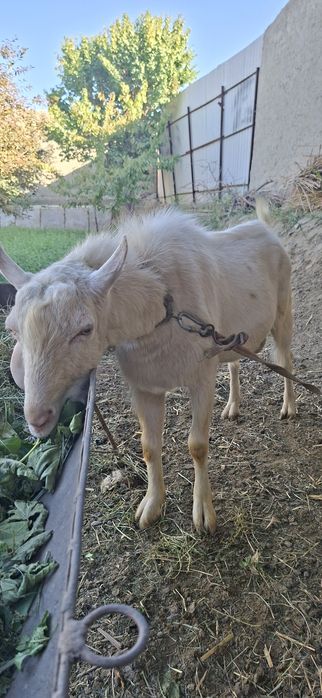 Бухорода такка хизмати