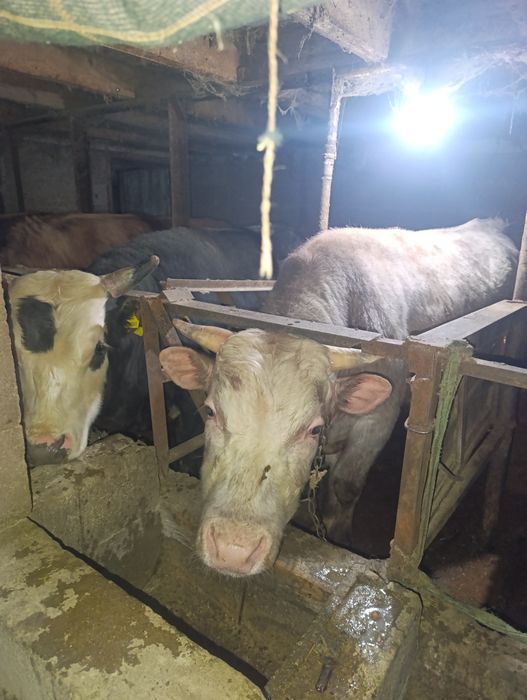 Продам бычки через вес