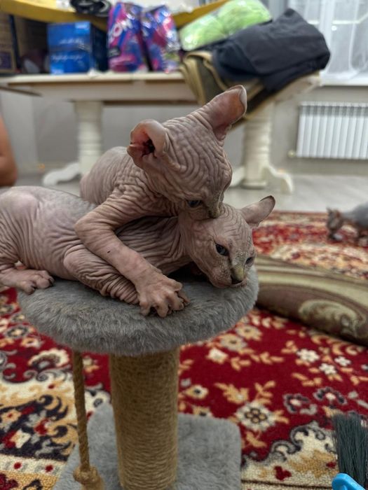 Продажа котят Сфинкс Эльф