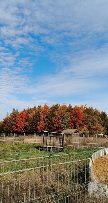 Teren Botiz intravilan