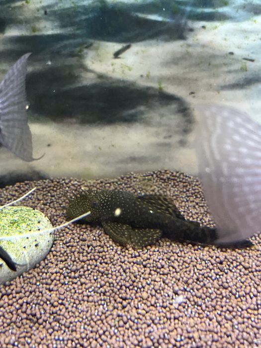 Рыба для аквариума