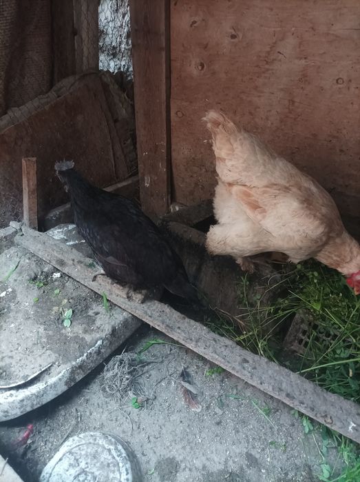 Tovuqlar va xo'roz sotiladi xamasi tuxumda