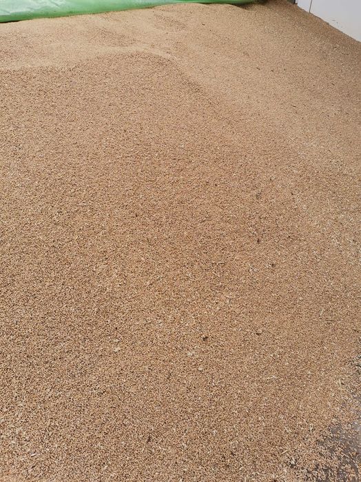 Vând grâu calitate foarte bună