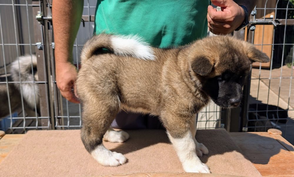 Mascul Akita American din canisa