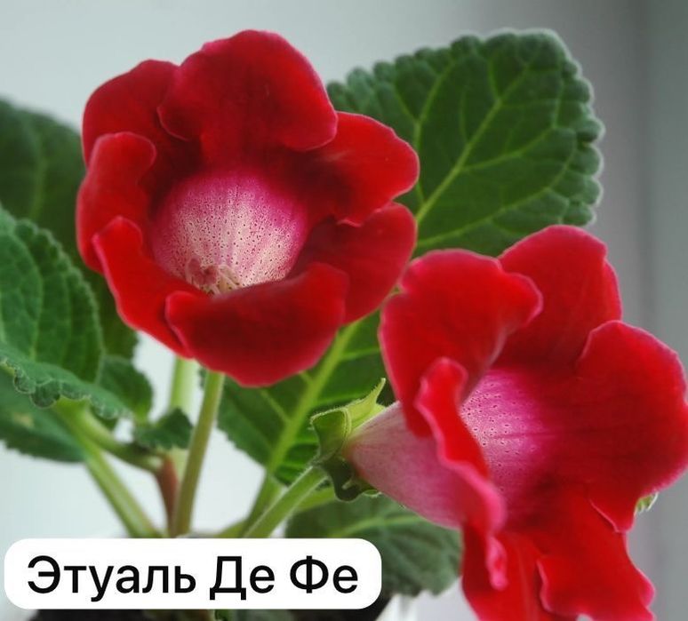 Глоксинии на срез листочком