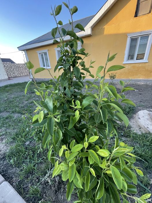 Продается дом в Еркинкала 1