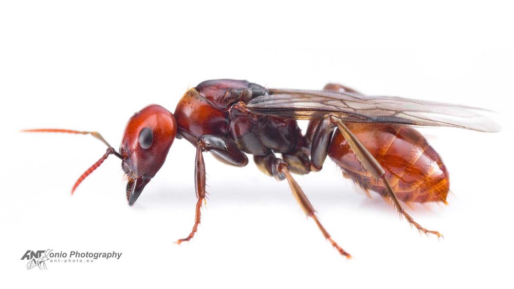 Polyergus rufescens 1/15 (подсаженые рабочие formica clara)