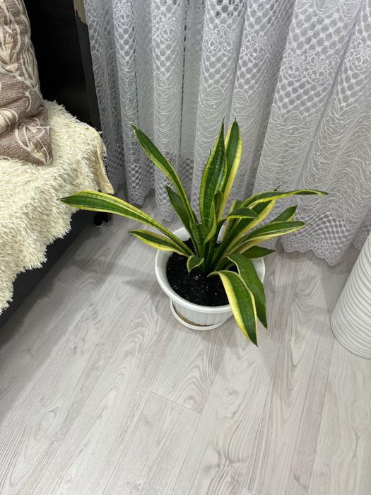 Продам красивый цветок