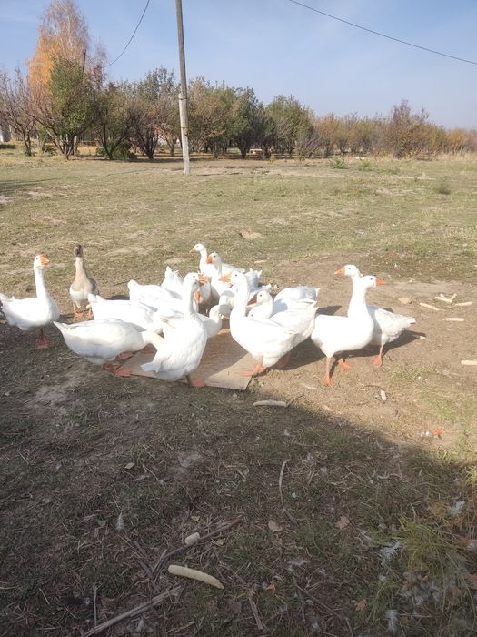 Продам гусей курей