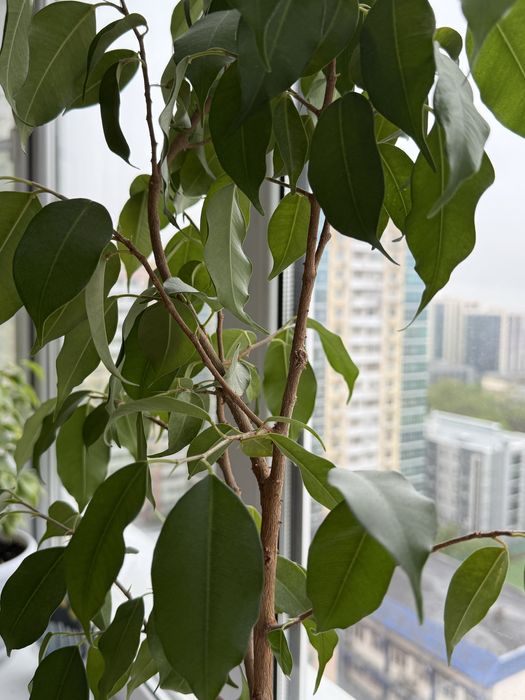 Фикус Бенджамина