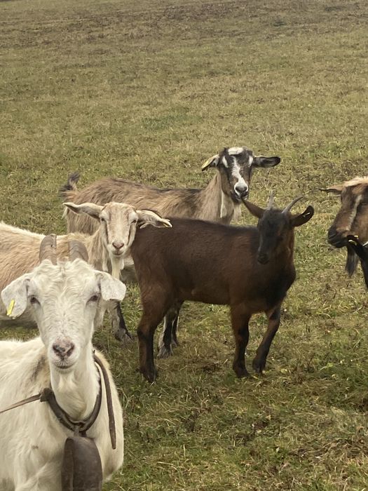 Vand 5 capre gestanete