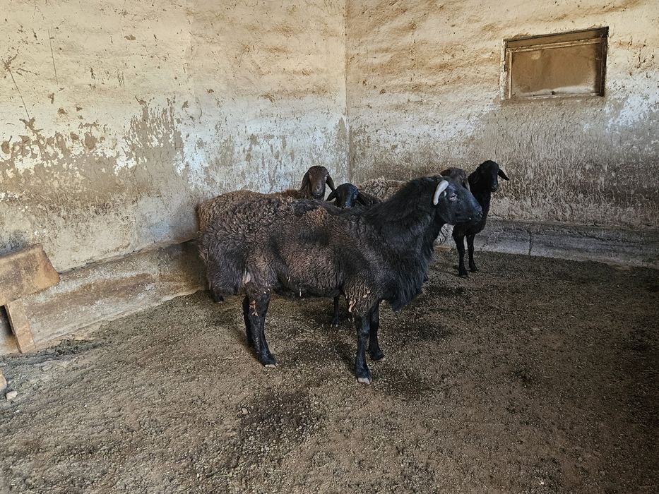 Қошқар мықты әлі жас биыл уйленген