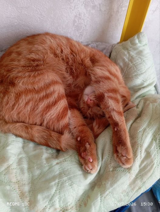 отдам кота в хорошие руки!