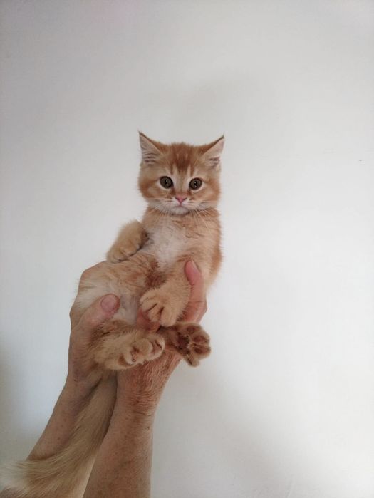 Котята манчкины (балеринки)