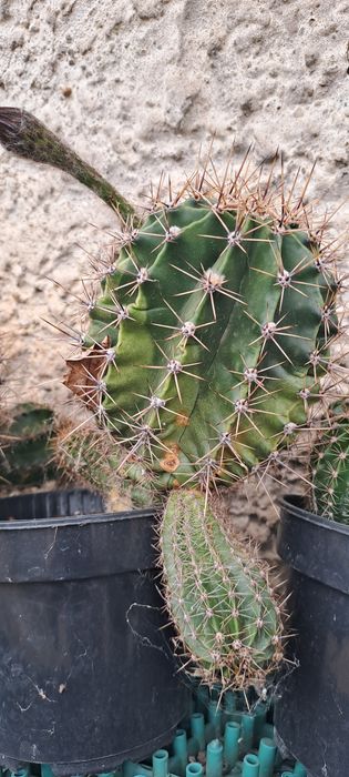 Cactus aprox 4 ani