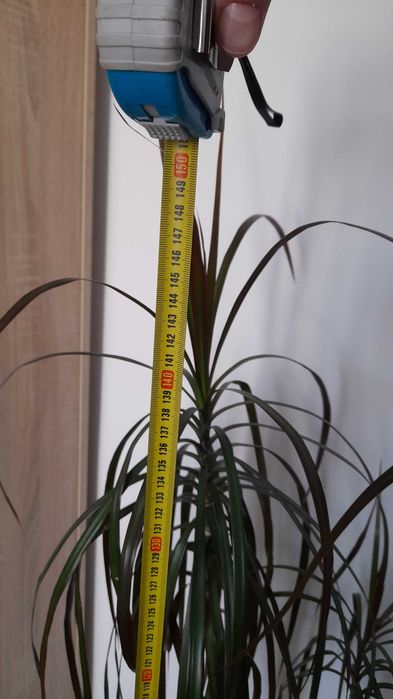 Vand plantă Dracaena naturala 150 inaltime. Doar in Pitești sau in apropiere o aduc acasa!