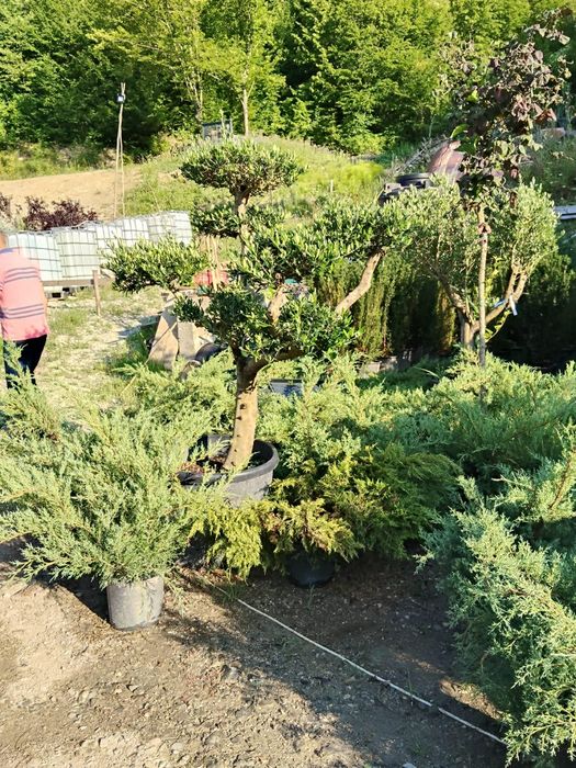 Plante ornamentale premium