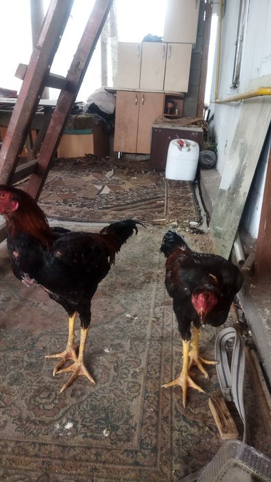 Петухи выводок 2025