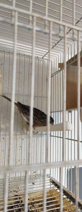 Schimb pereche canari cu turturele diamant