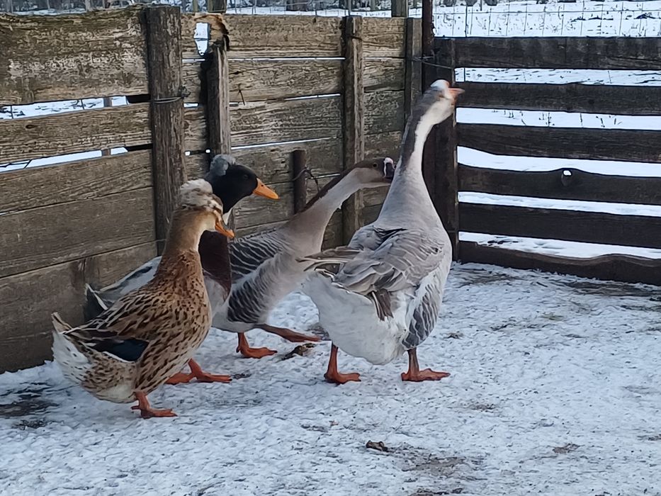 Rățoi motat, rata motata, gascan si gasca