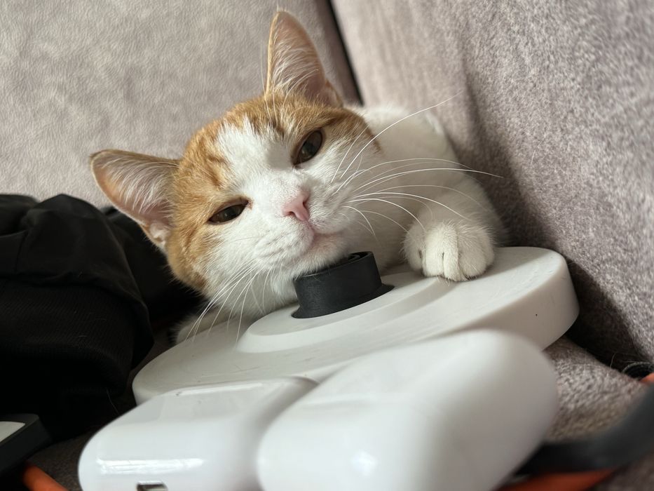 Кошка ищет добрые руки