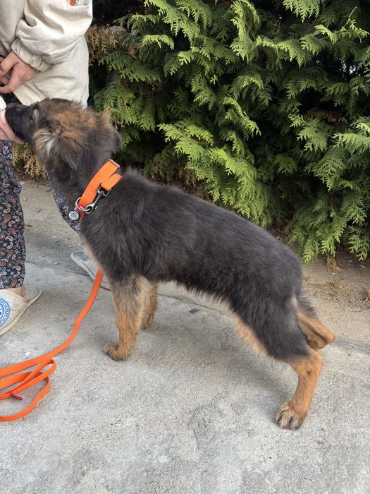 Продам щенков немецкой овчарки