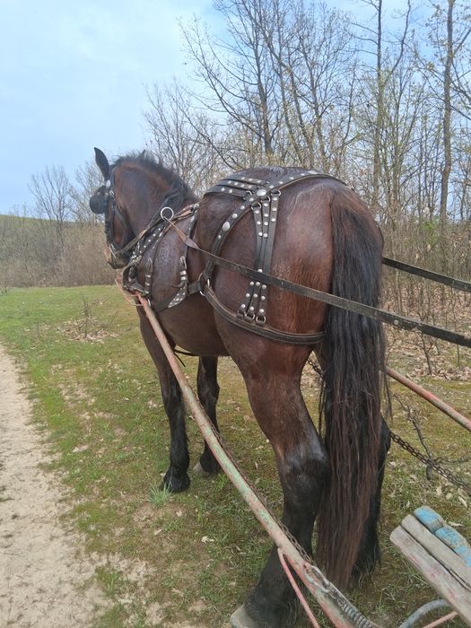 Vand sau schimb manza