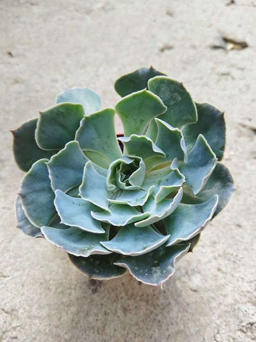 Эхеверии и прочие суккуленты