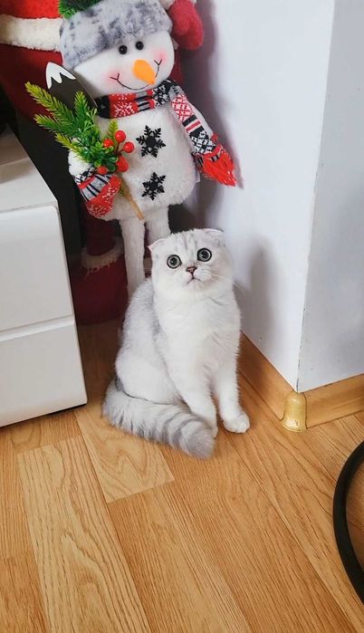Baiat superb scottish fold cu pedigree