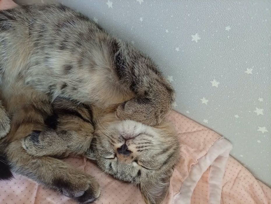 Отдам котенка в хорошие руки!
