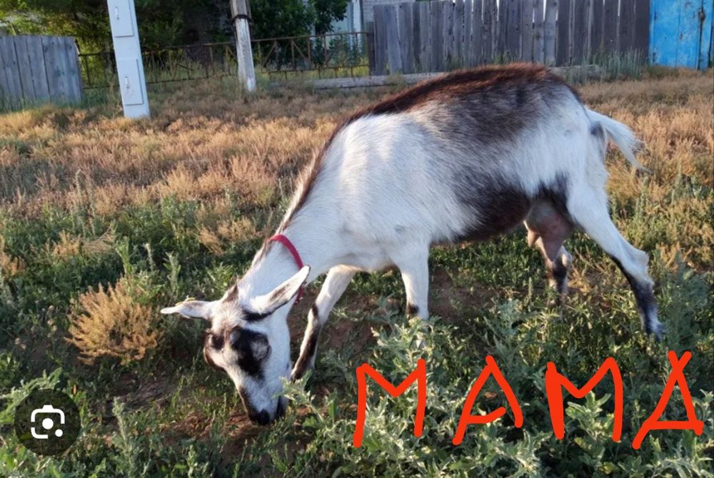 Продам 4х месячного козлика.