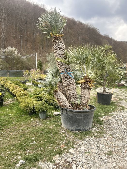 Palmieri de vanzare