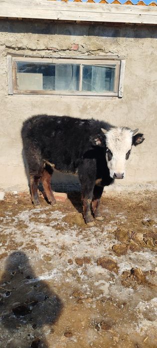 Ұрғашы Тайынша сатылады