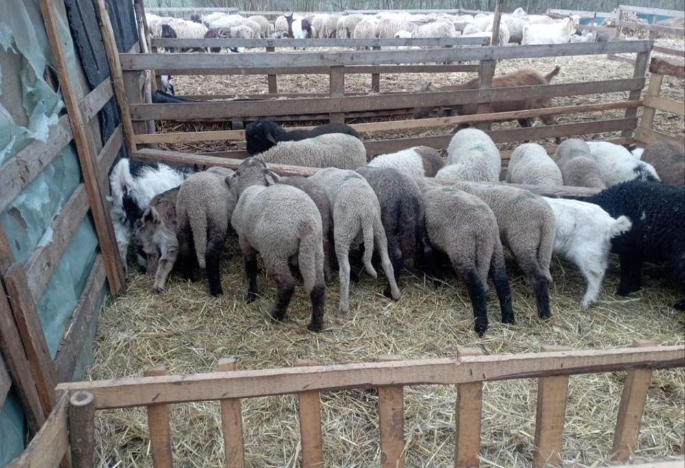 Miei de vânzare 40 lei kg tăiat s-au 23lei kg in viu