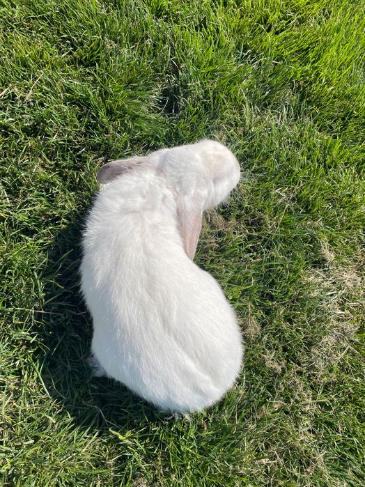 Vând 3 iepuri californian 2 iepuroaice și 1 iepuroi