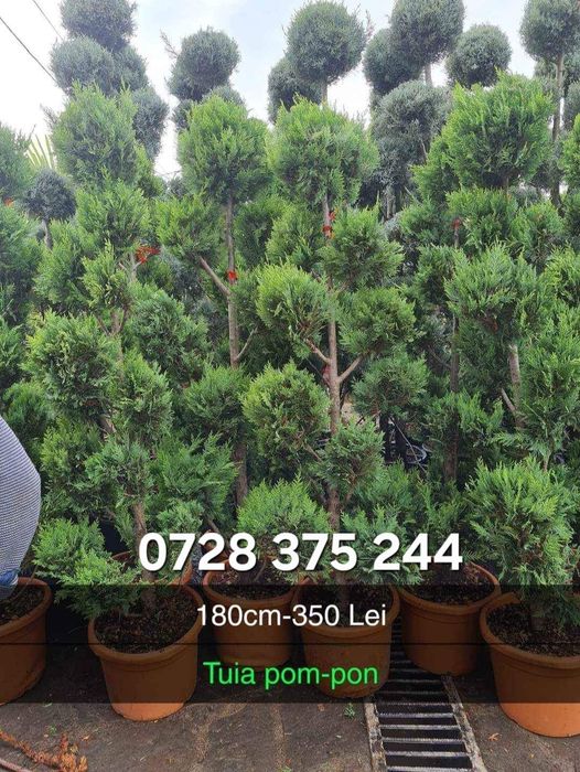 Spirala/ pon pon/ leylandii /copaci