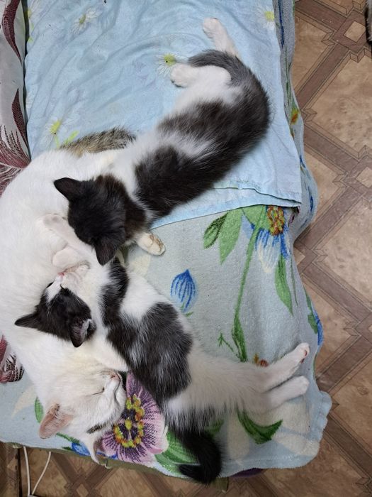Отдам даром котят