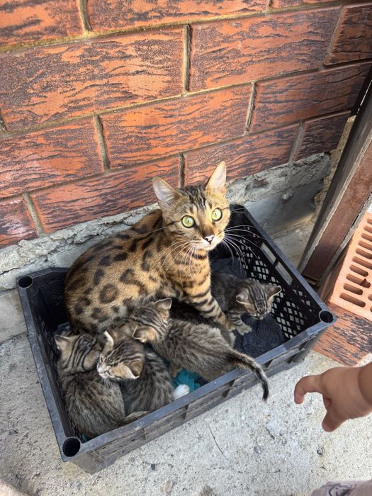 Котята Бенгал.