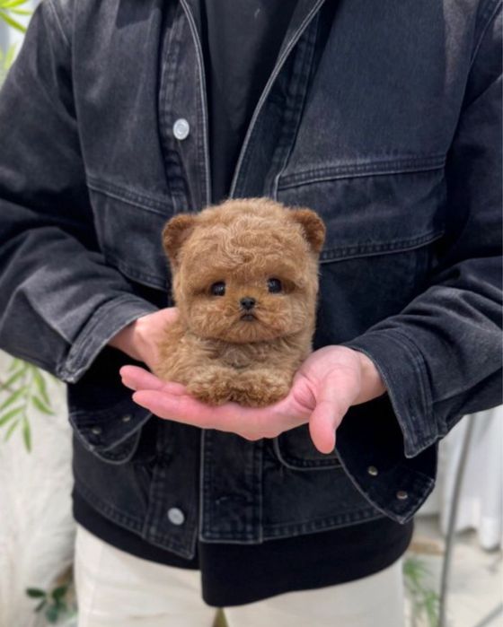 Щенок мальтипу девочка мини